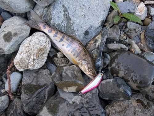 ヤマメの釣果