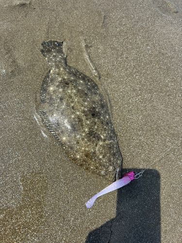 ソゲの釣果