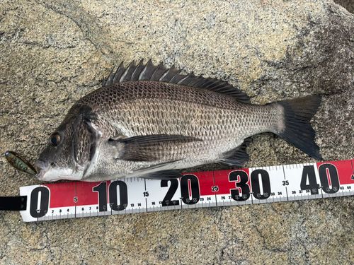 チヌの釣果