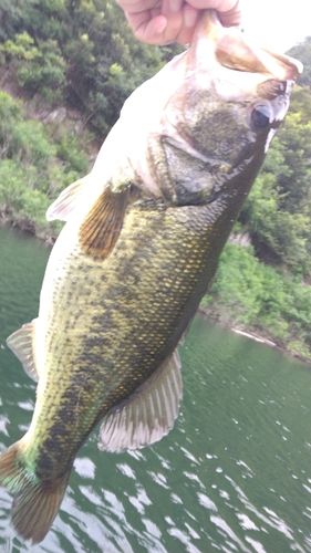 ラージマウスバスの釣果