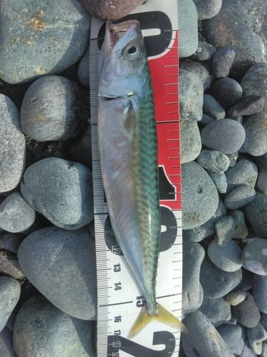 マサバの釣果
