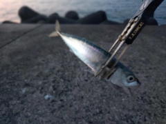 サバの釣果