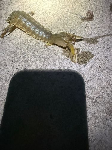 シャコエビの釣果