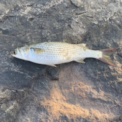 ボラの釣果