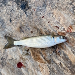 ボラの釣果