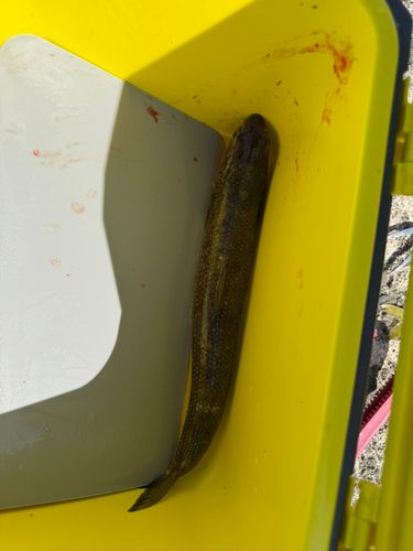エソの釣果