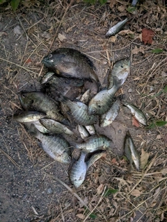 ブラックバスの釣果