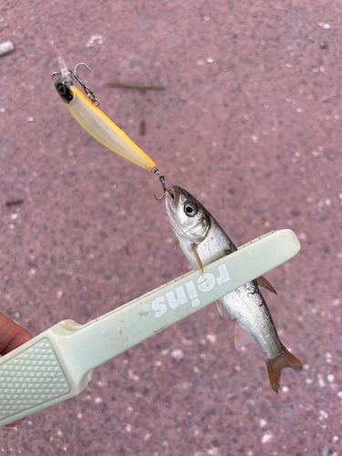 ウグイの釣果