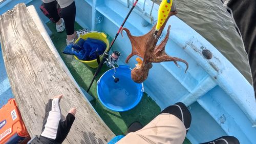 タコの釣果