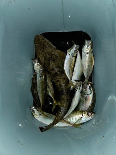 マゴチの釣果