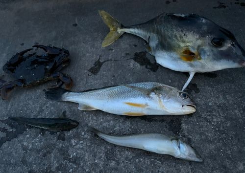 ギマの釣果