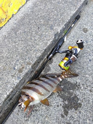タカノハダイの釣果