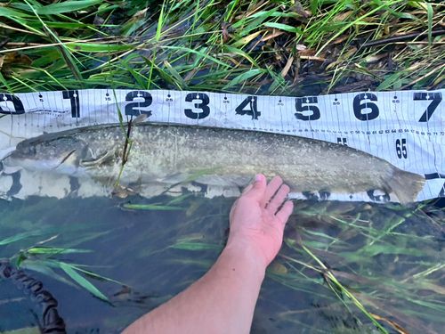 ナマズの釣果