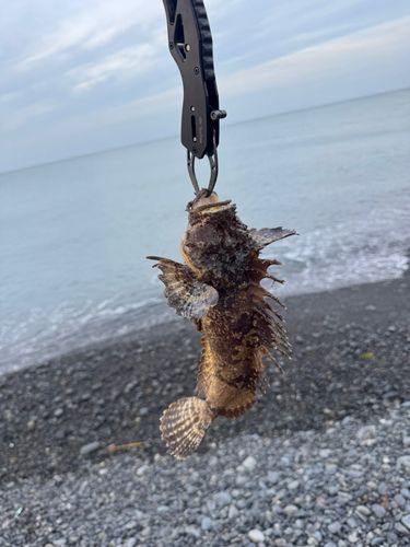 オニオコゼの釣果