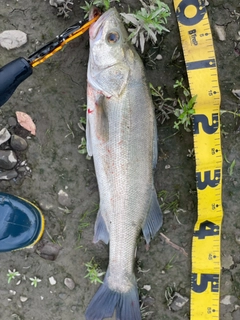 セイゴ（マルスズキ）の釣果