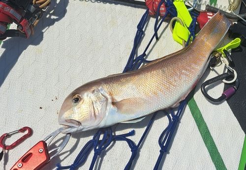 シロアマダイの釣果