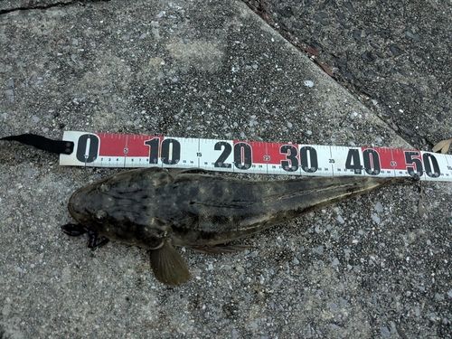 マゴチの釣果
