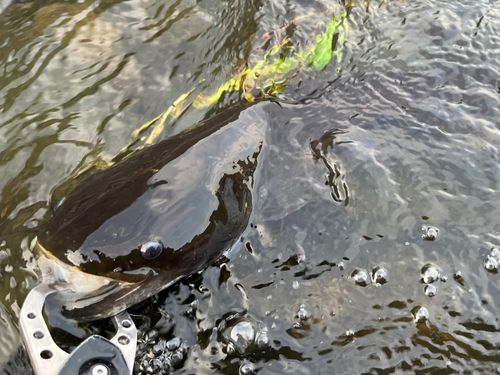 ナマズの釣果