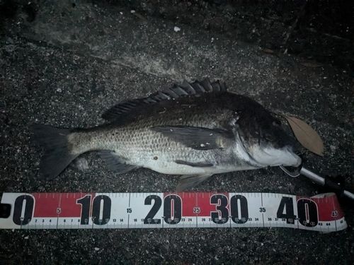 チヌの釣果