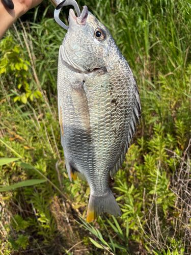 キビレの釣果