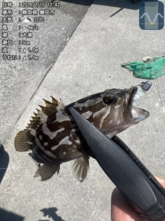 クエの釣果