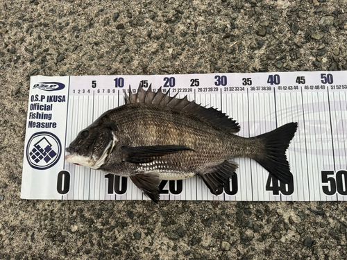 チヌの釣果
