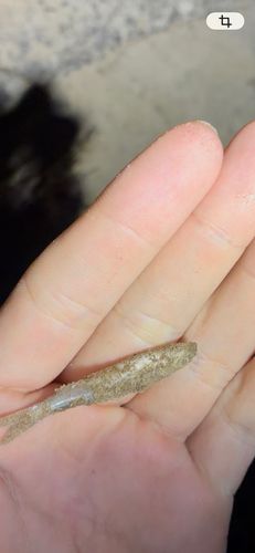 ウグイの釣果
