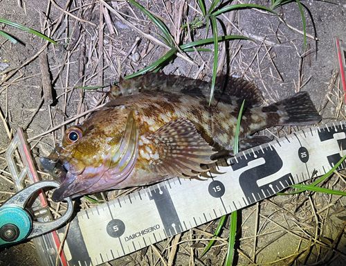 カサゴの釣果
