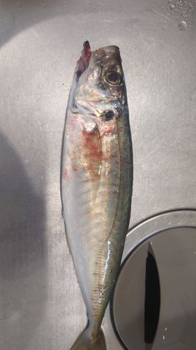 マルアジの釣果