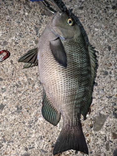 グレの釣果