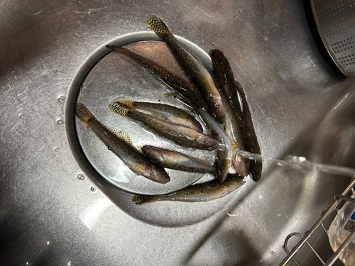 ハゼの釣果