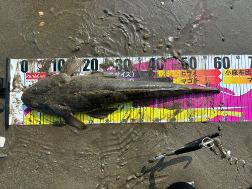 マゴチの釣果