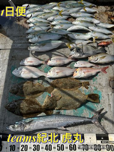 モジャコの釣果・釣り情報まとめ【2026年最新】 - アングラーズ | 釣果