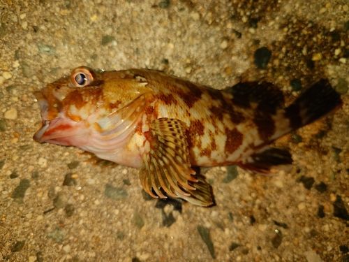 カサゴの釣果