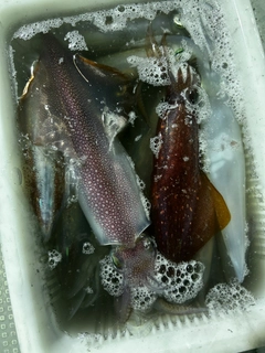 シロイカの釣果