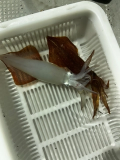シロイカの釣果
