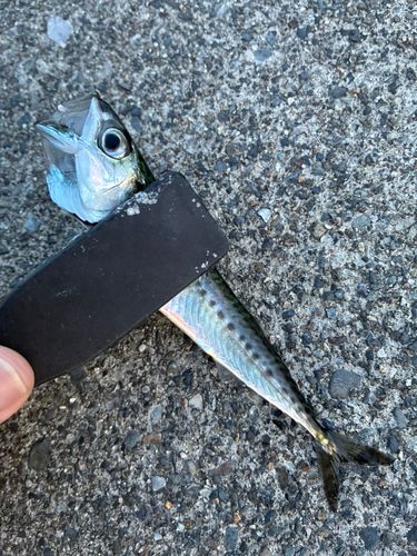 サバの釣果