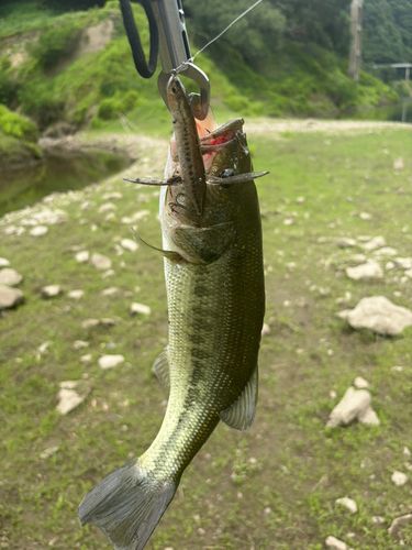 釣果