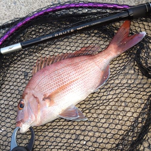 タイの釣果