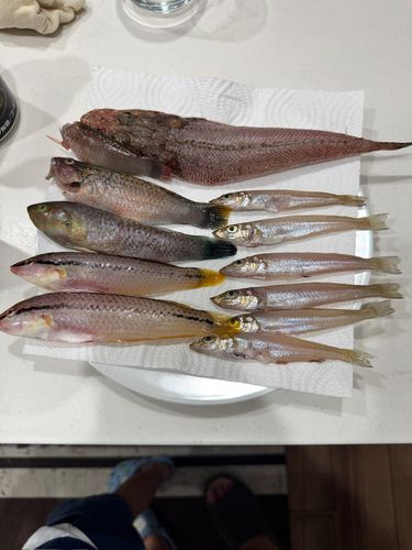キスの釣果