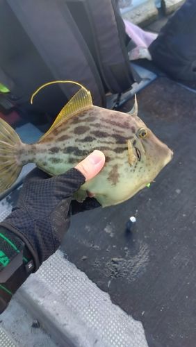 カワハギの釣果