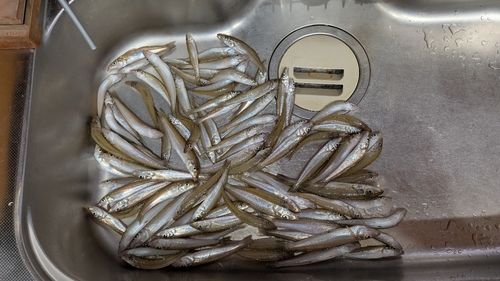 キスの釣果