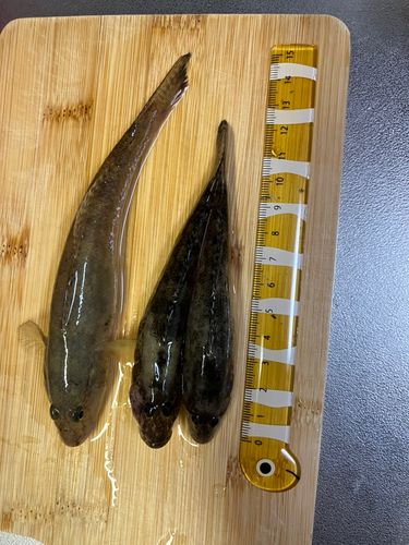 ハゼの釣果