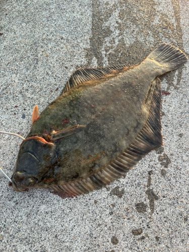 クロガシラガレイの釣果