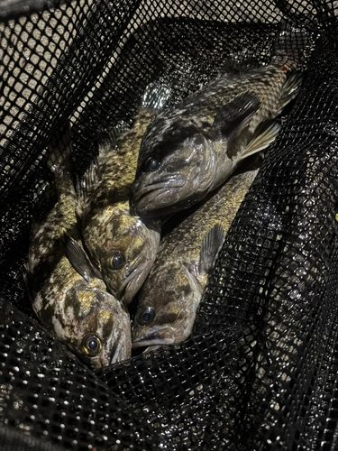 クロソイの釣果