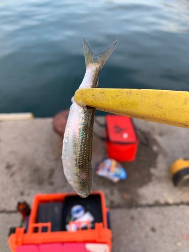 イワシの釣果