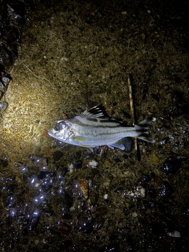 コトヒキの釣果