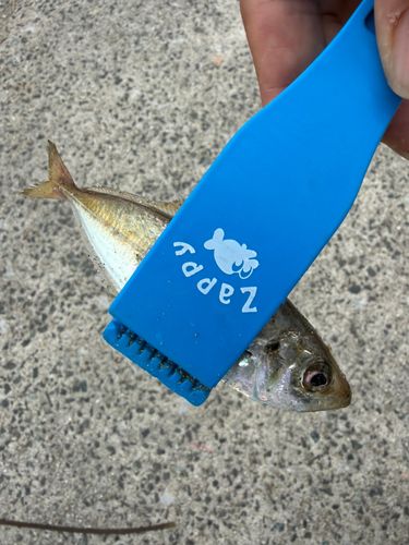 サバの釣果