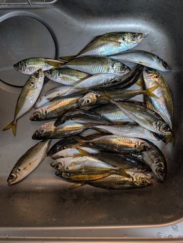 アジの釣果