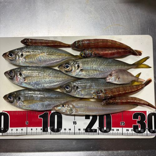 トラギスの釣果